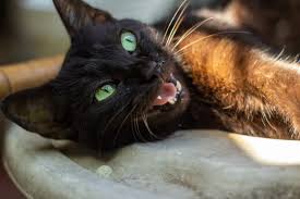 Bets, Luck, and Black Cats: How Superstitious Are Online Gamblers? Bets, Luck, and Black Cats: How Superstitious Are Online Gamblers?